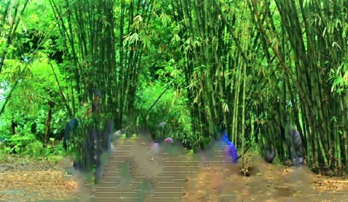 Foto: Hutan Bambu Longwis (dok.istimewa)