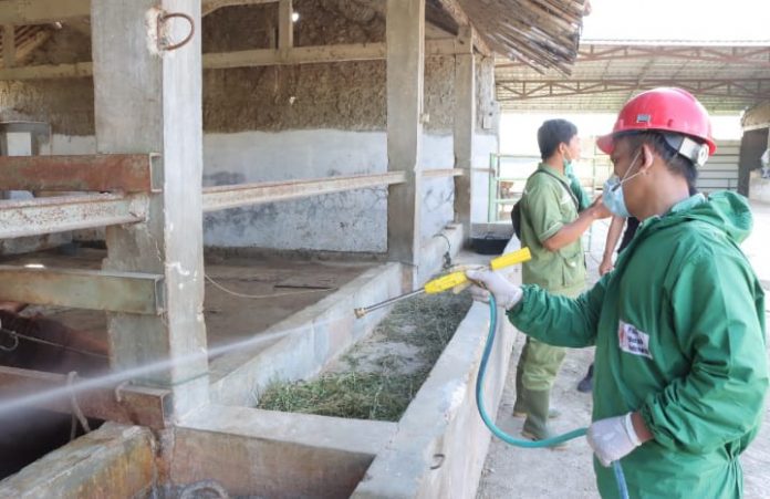 Keterangan foto: Proses penyemprotan disinfektan di sejumlah kandang sapi di Kabupaten Kebumen (dok.istimewa)