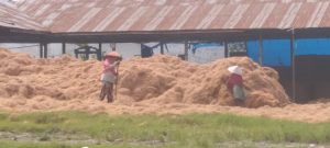 Keterangan foto : Para pekerja pabrik pengolahan sabut kelapa diduga tidak terdaftar di BPJS Kesehatan dan BPJS Tenaga Kerja
