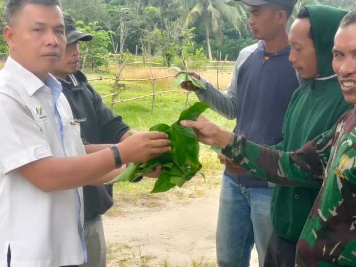 Managemen PTPN - 3 Kebun Sei Dadap Berikan edukasi dan pelatihan pembuatan pakan ikan dari keladi jengkal ( doc/istimewa )